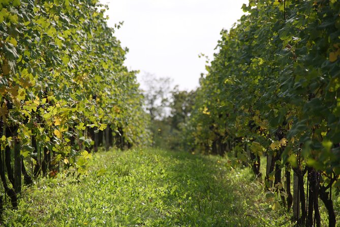 Visit and tasting of 3 D.O.C.wines Fontechiara - Key points at a glance