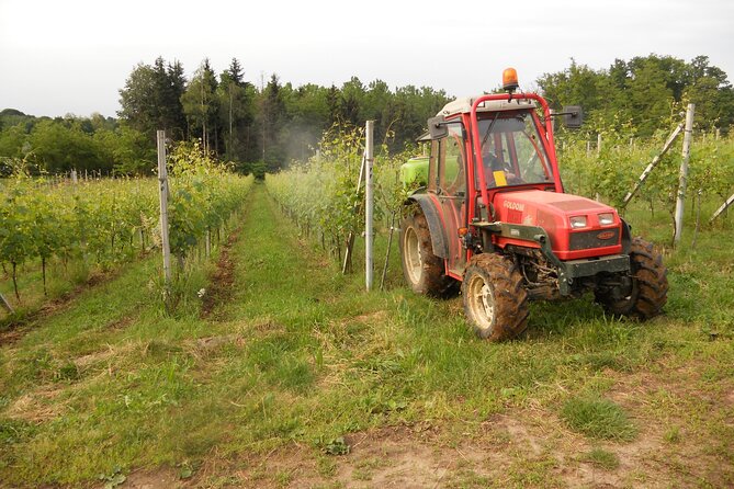 Visit and tasting of 4 D.O.C.wines Fontechiara - A vineyard visit near Lake Maggiore, not a city wine bar