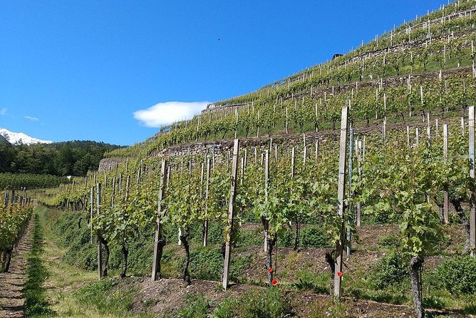 Wine and Food tasting PRIVATE Guided Tour - Two or three wineries, with room to shape the day