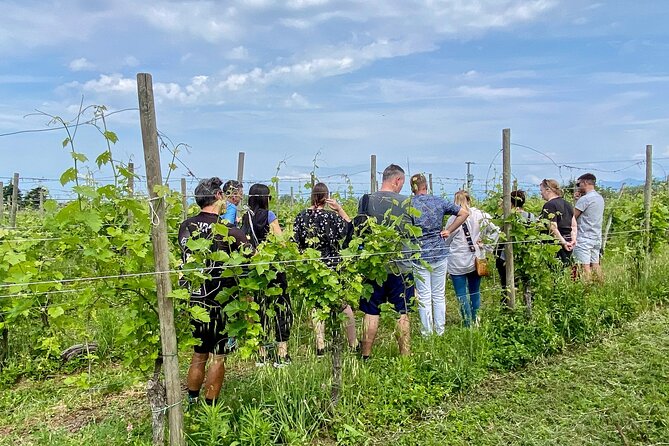 Wine Tasting and Tour of Lugana Wines in Sirmione - Key points to know before you book